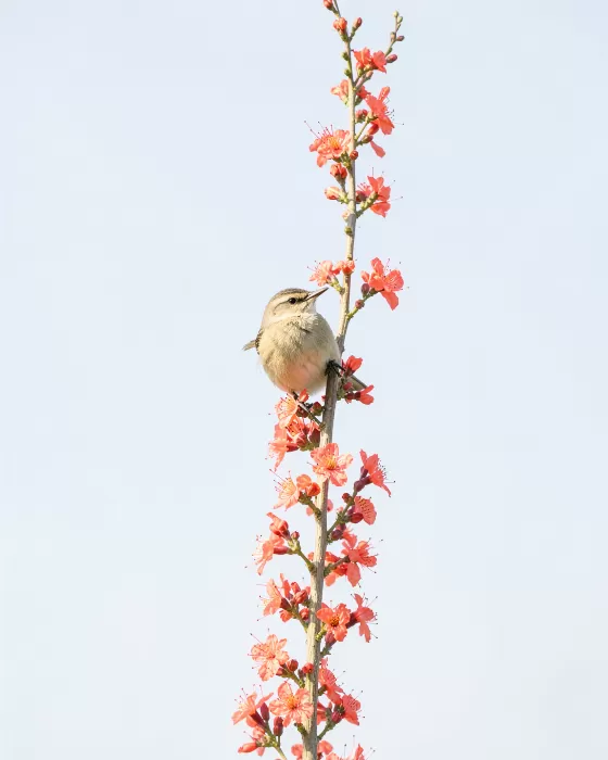 Ocotillo Perch