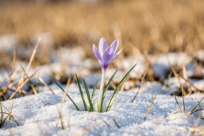 Snow Crocus