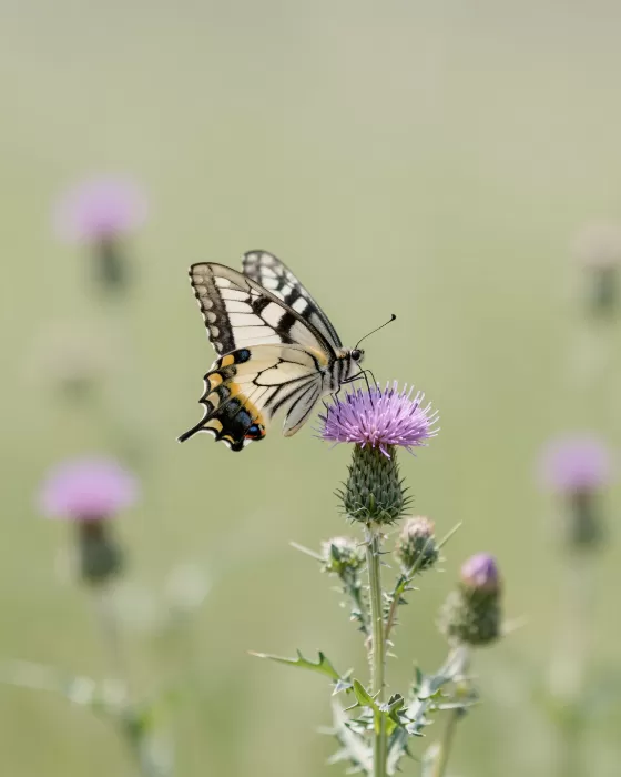 Meadow Jewel