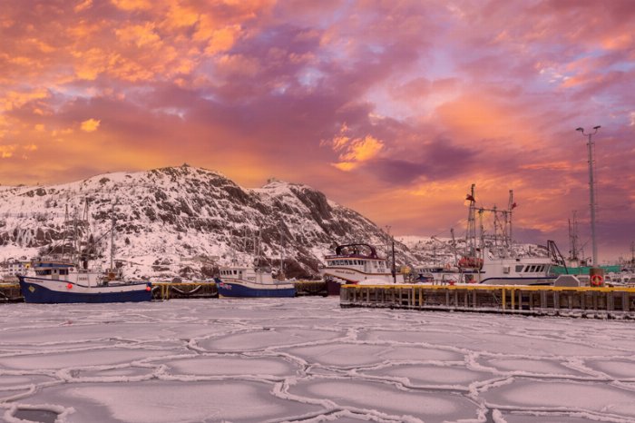 Frozen At Dawn - Newfoundland art print