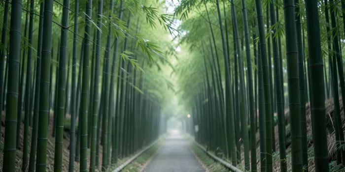 Silken Grove