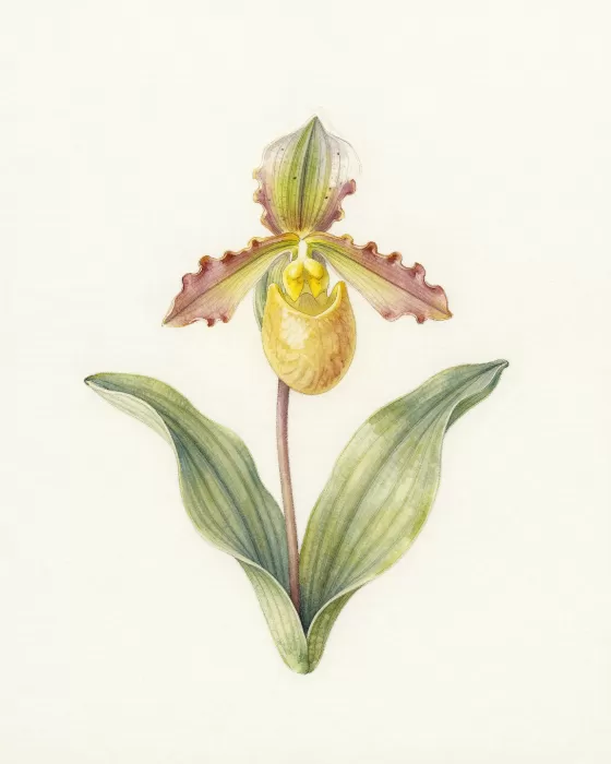 Yellow Orchid