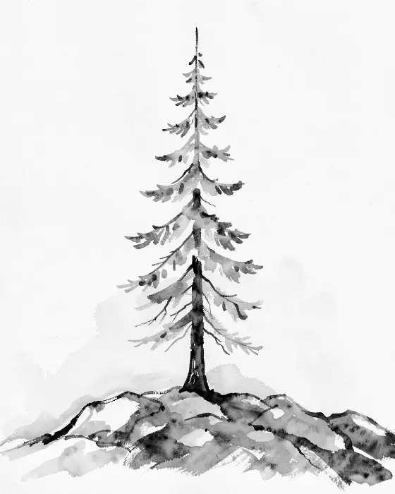 Shield Spruce