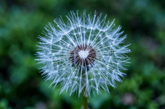 Morning Seed