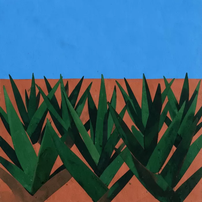 Agave Field