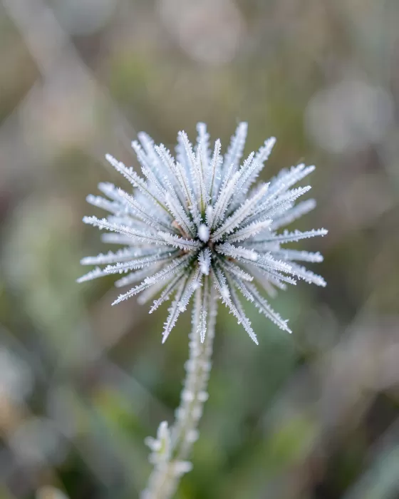 Crystal Bloom