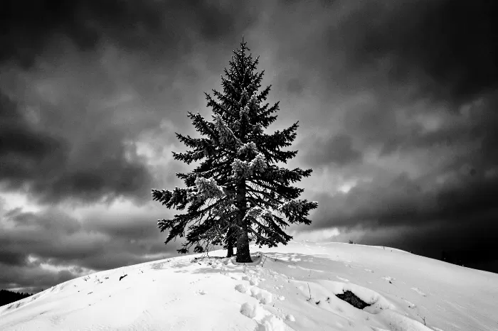 Lone Spruce