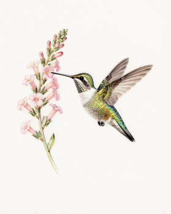Hummingbird Bloom