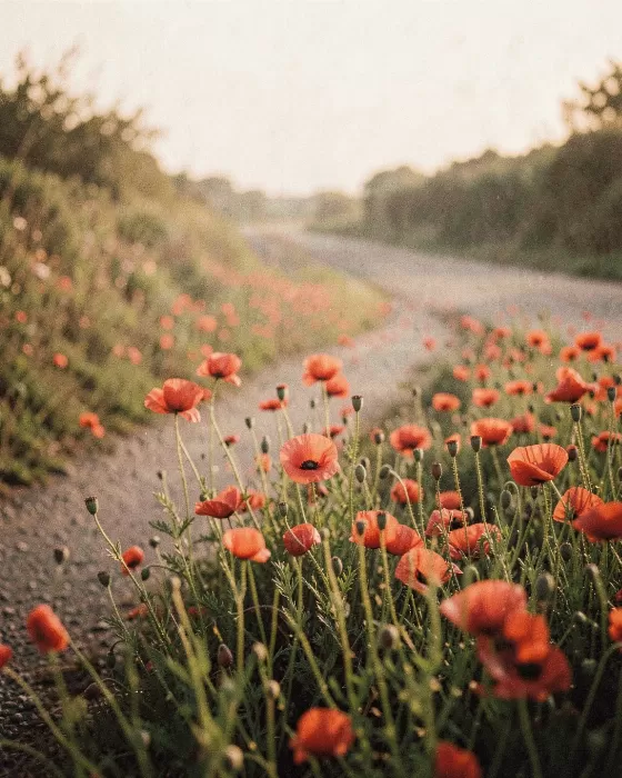 Country Poppies