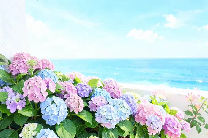 Seaside Hydrangea
