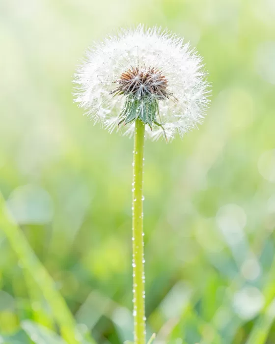 Dewdrop Wish