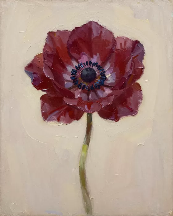 Wine Anemone