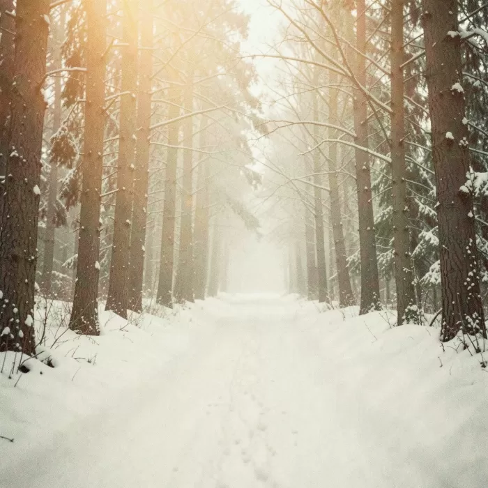 Winter Woods