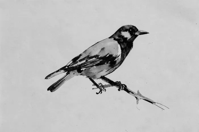 Ink Magpie