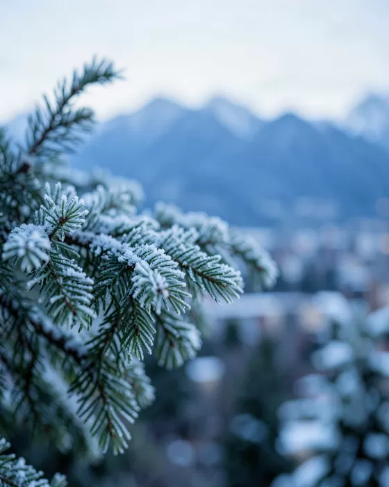 Denver Boughs