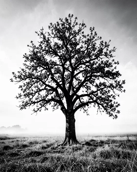 Lone Reach