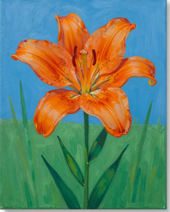 Orange Lily