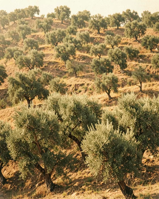 Amber Olive