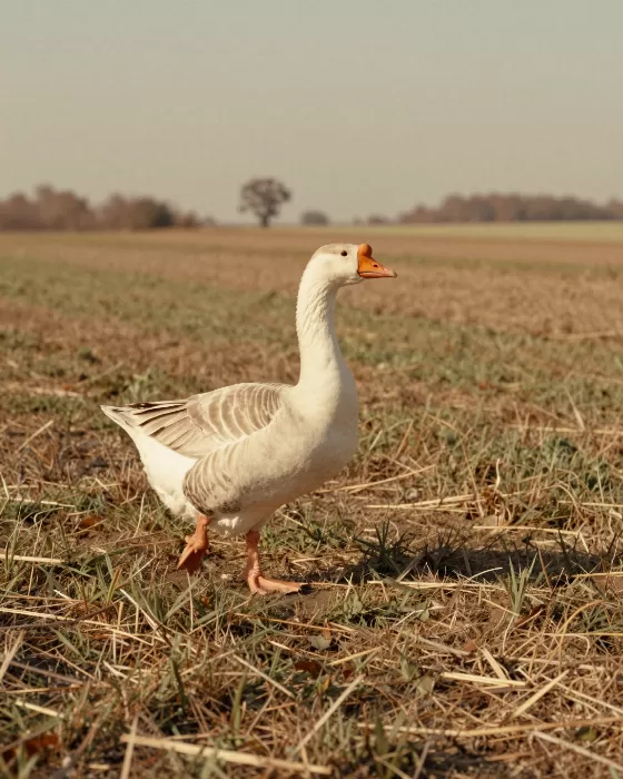 Field Goose