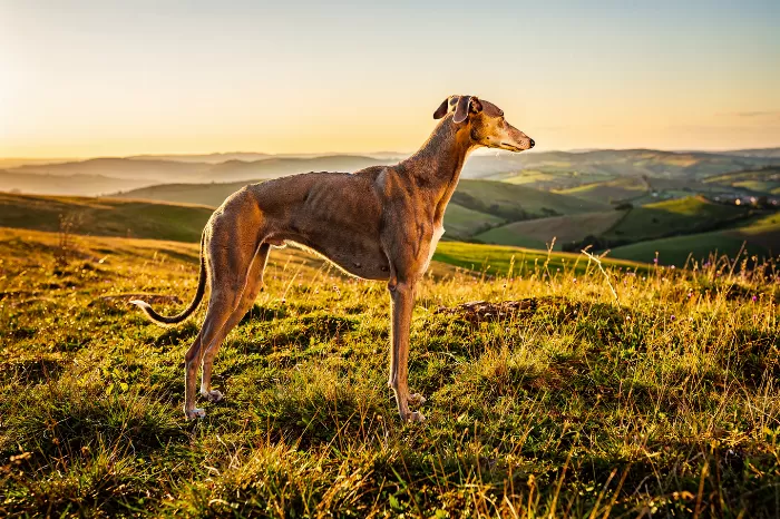 Sunlit Hound
