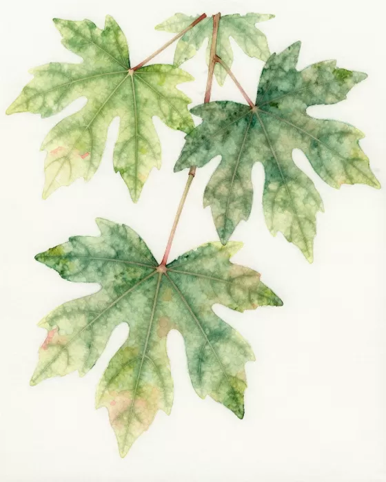 Tropical Veins