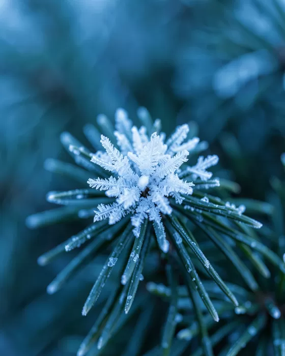 Frost Needle