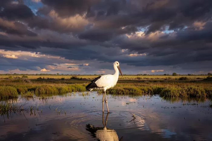 Wetland Sentinel
