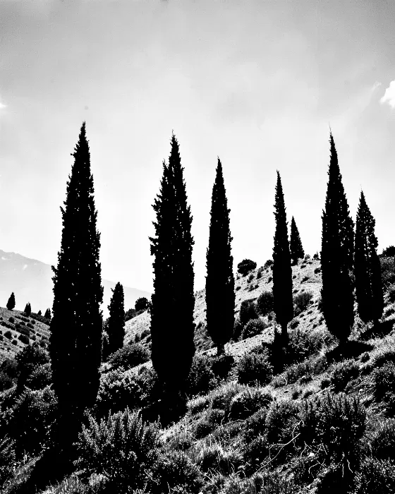 Tuscan Silhouettes