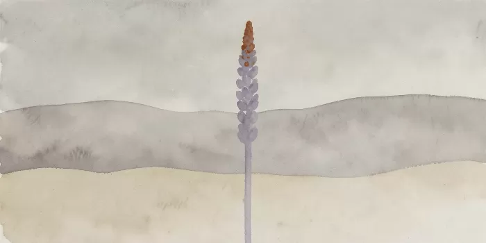 Lupine Field II
