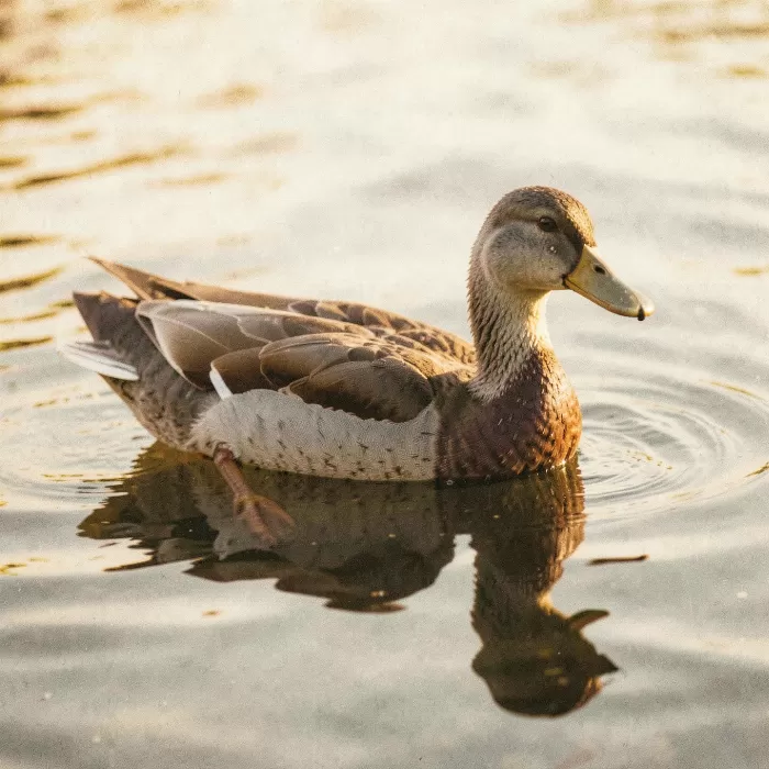 Golden Float