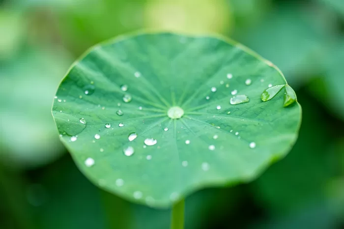 Lily Droplets