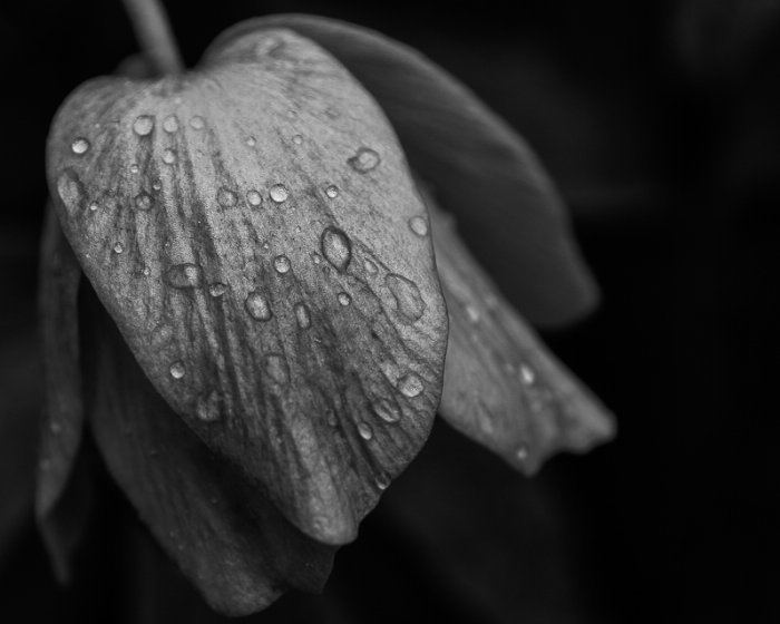 Flower Drops - Newfoundland art print