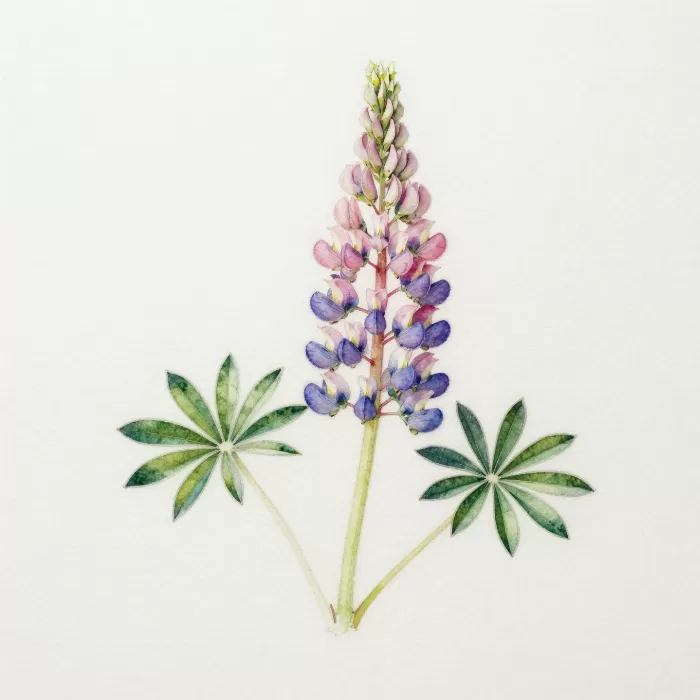 Lupine Stem