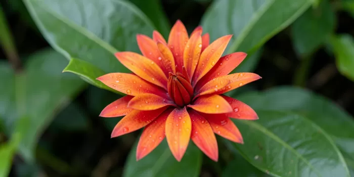 Scarlet Heliconia