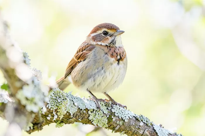 Morning Wren