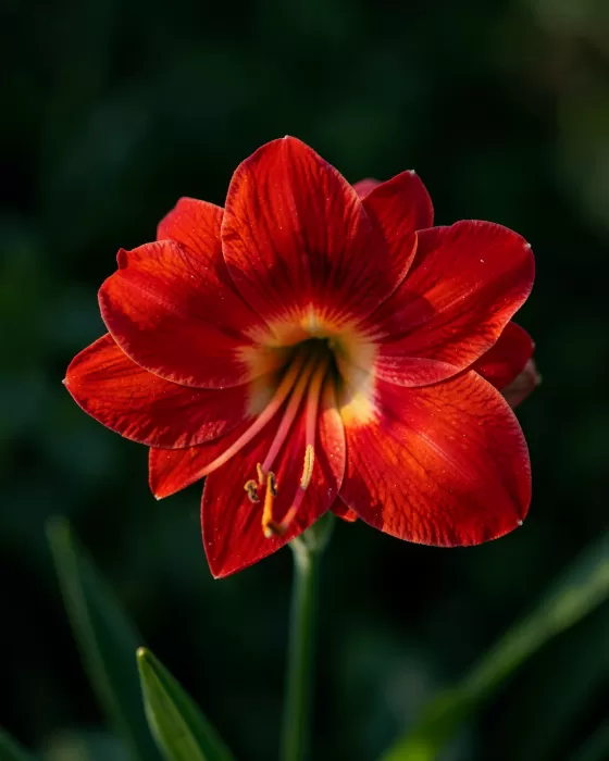 Amaryllis Bloom