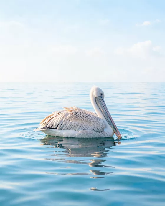 Pelican Drift