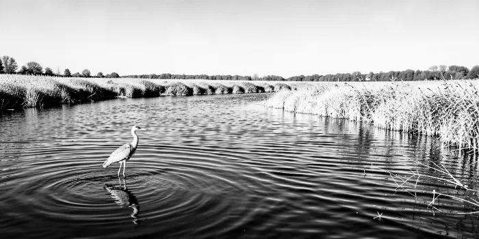 Still Heron IV