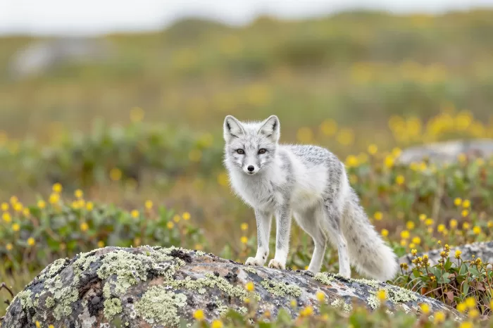 Summer Fox