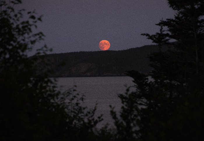 Blood Moon - Newfoundland art print