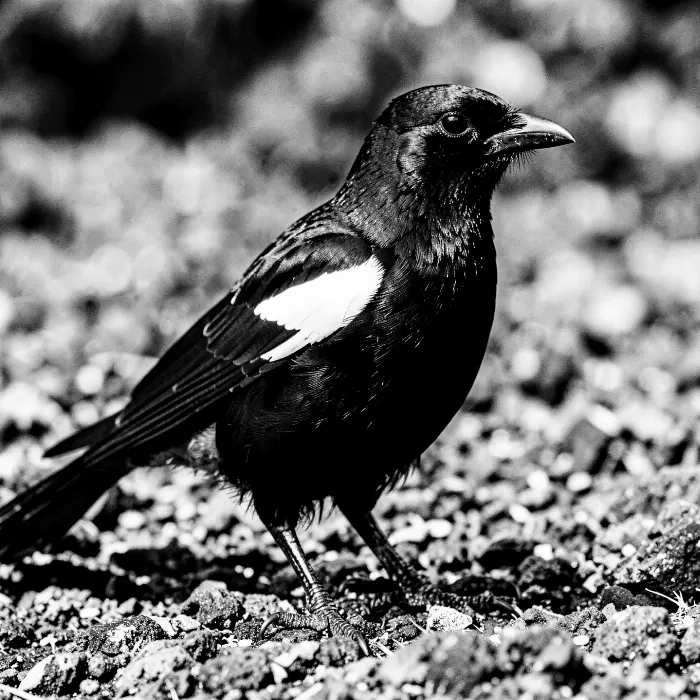 Monochrome Magpie