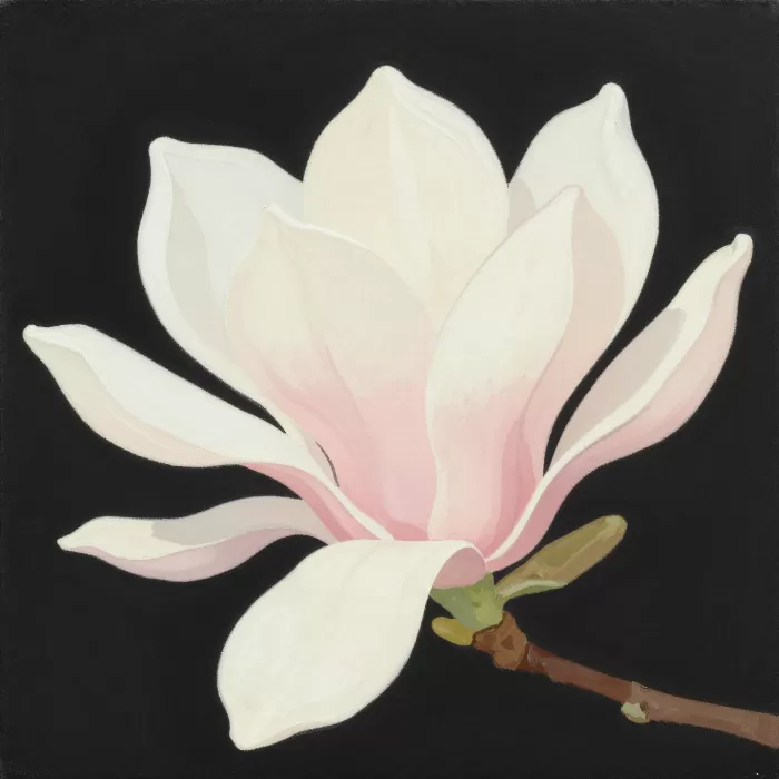 Black Magnolia