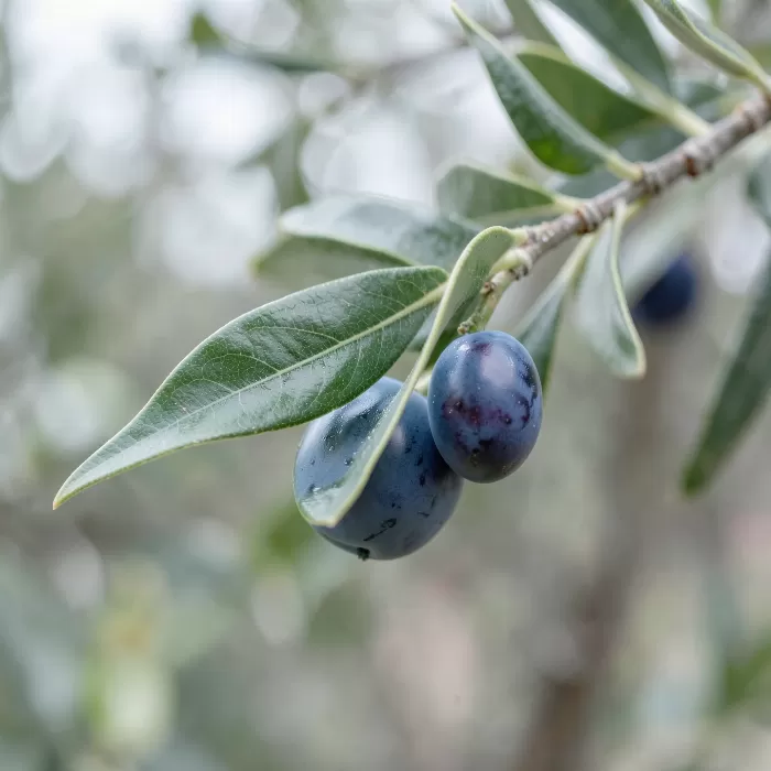 Ripening Olive
