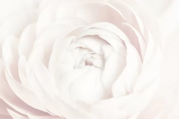White ranunculus flower macro photography