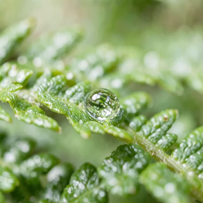 Fern Drop