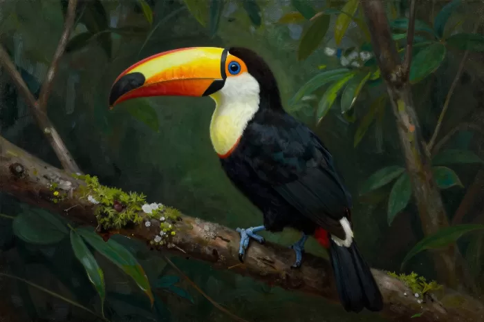Toucan Study