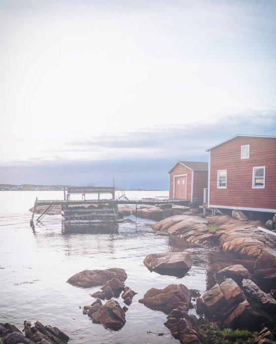 Foggy Joe - Newfoundland art print