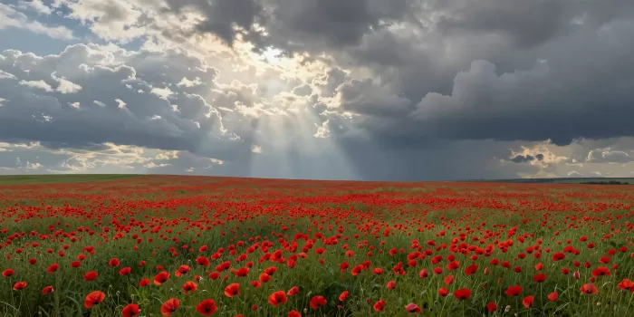 Poppy Tempest
