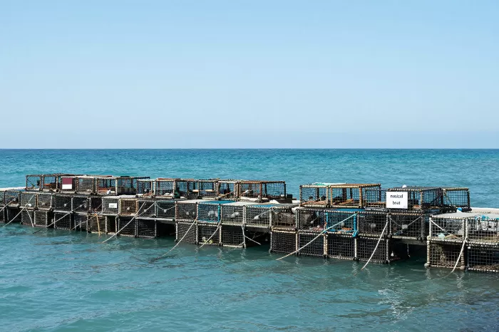 Jetty Traps