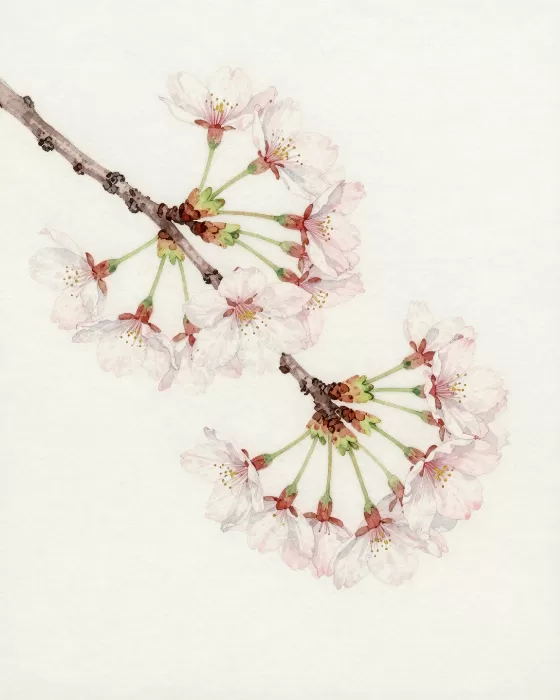 Kyoto Branch